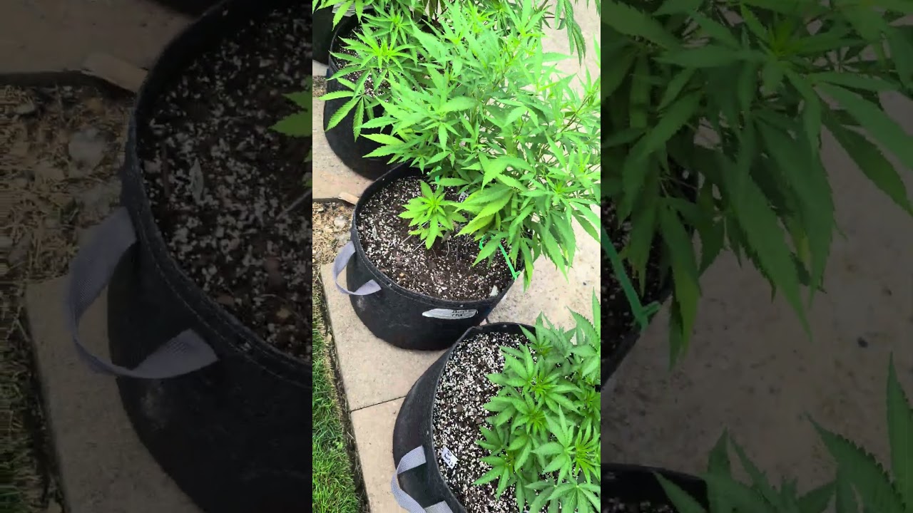 Devil's Lettuce Crop