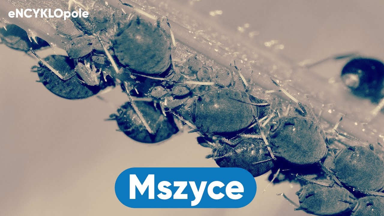 Mszyce – o czym warto wiedzieć