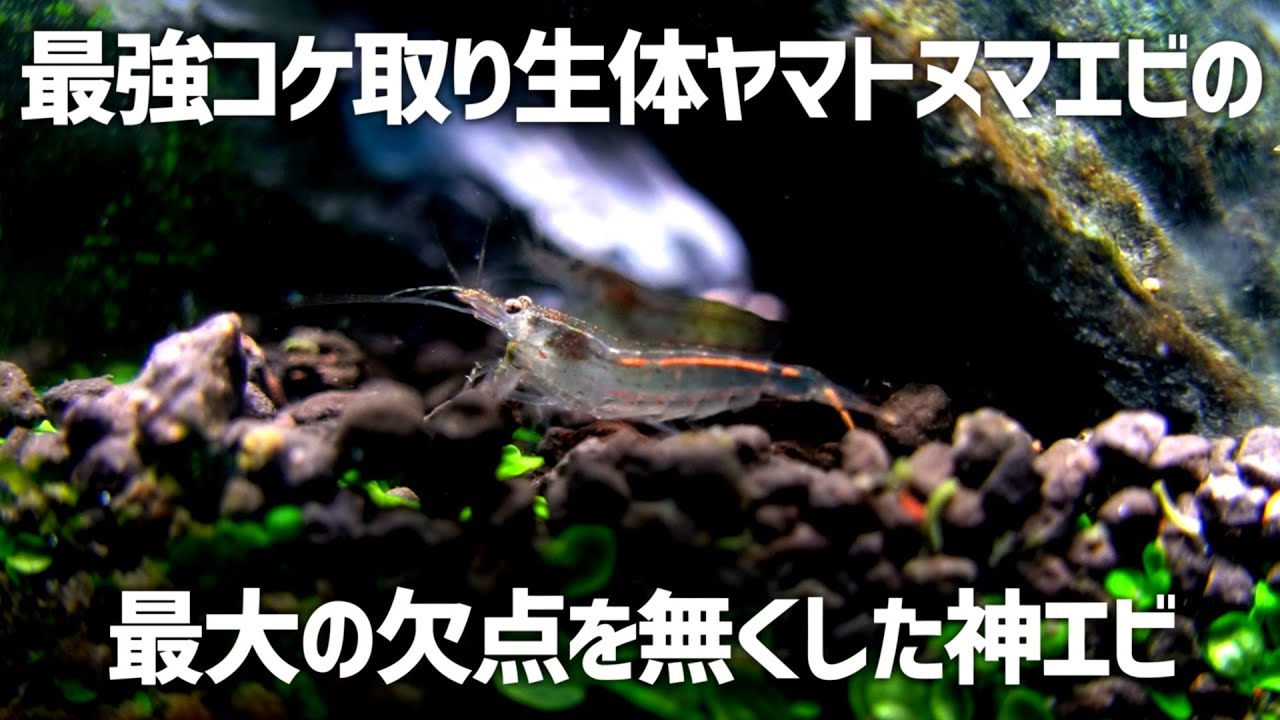 次世代の苔取り生体はコイツ!!最強コケ取り生体の良いとこ取り!!トロピカルシュリンプ#405【アクアリウム】