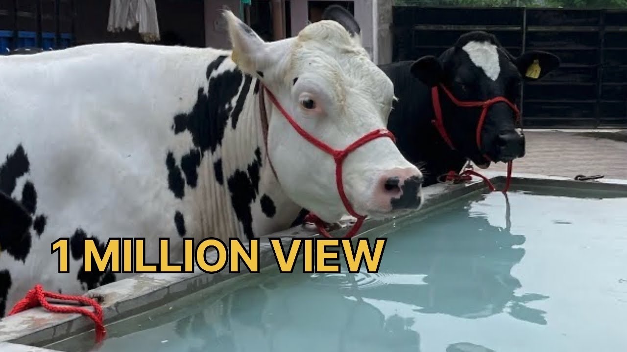 💎 SOME PRECIOUS COWS AT OUR Chopra Dairy Farm. COMPITION LEVEL ANIMALS QUALITY . BREED & BEAUTY TOP