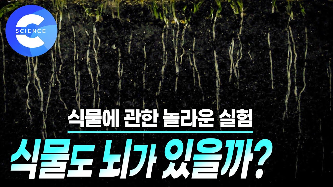 식물도 생각할 수 있는 '뇌'가 있을까? 🌿 | 식물의 기억력 | 지식채널e