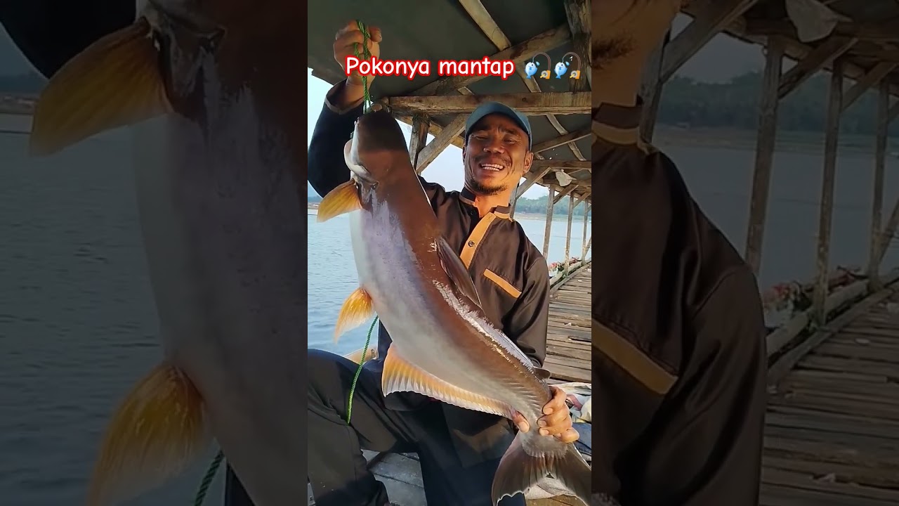 patin di lapak salam memang jos‼️ mancing di bendungan Cirata #fishing #wadukcirata #patinbabon