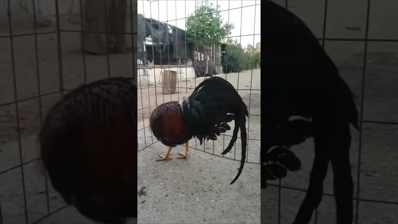 gallos linea criadero Antonio calvo romero +34616383940