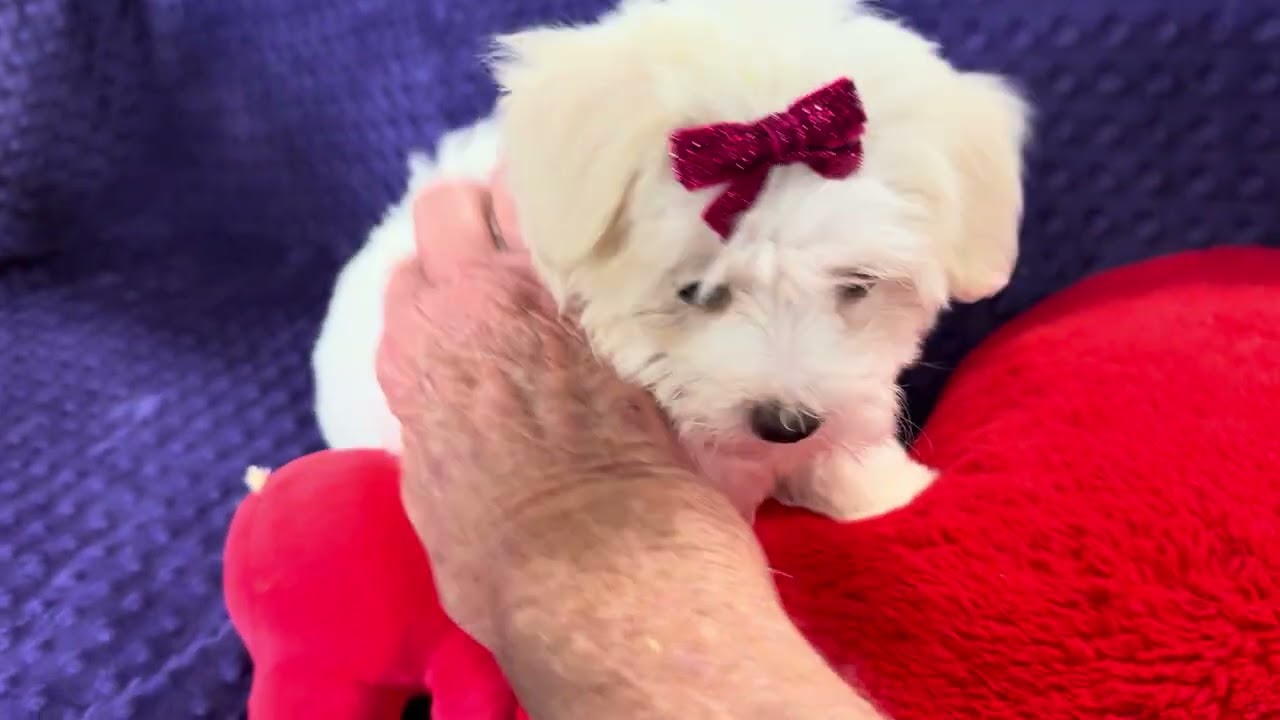 Zoe F Maltese video 2-12-26