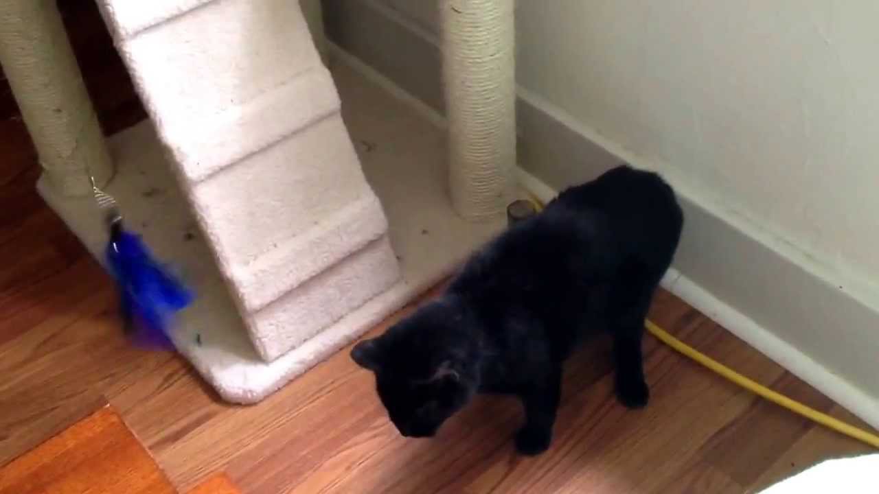 Blind cat playing with a feather toy