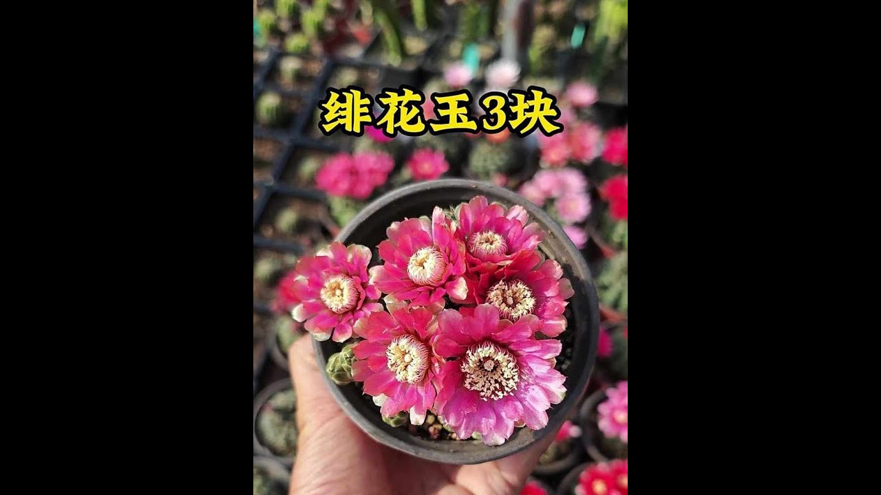 绯花玉不仅开花漂亮，而且价格便宜，要买就买实生球#科普 #種植技術 #大棚種植 #植物