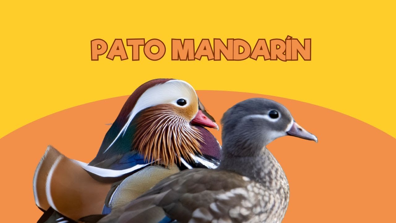 Viviendo en un Zoo: Pato mandar&iacute;n | Santillana del Mar