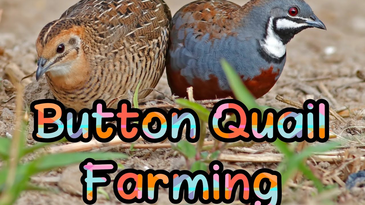 Button quail, fancy quail, kozhikode quail farm,