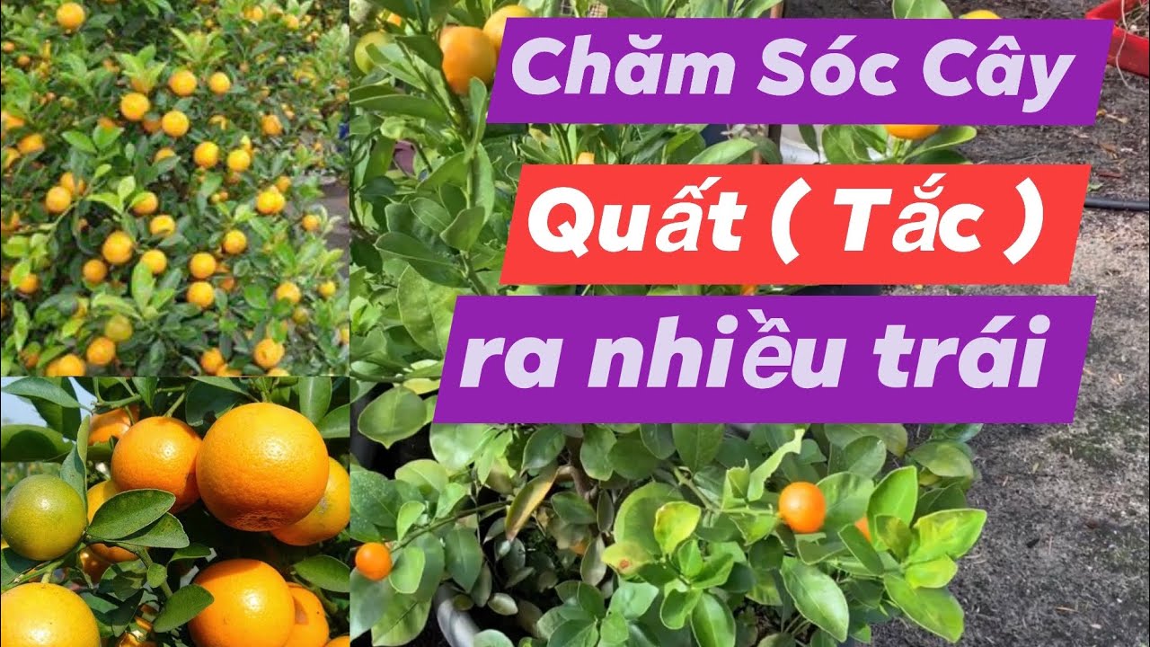 #148 🇦🇺Cách Chăm Sóc Cây Quất Cảnh Trong Chậu Cho Trái Quanh Năm