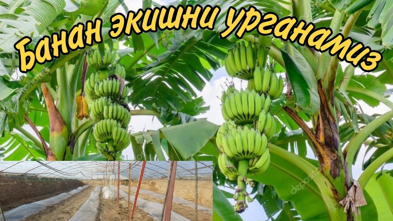 Узбекистонда банан етиштириб даромад киламиз.