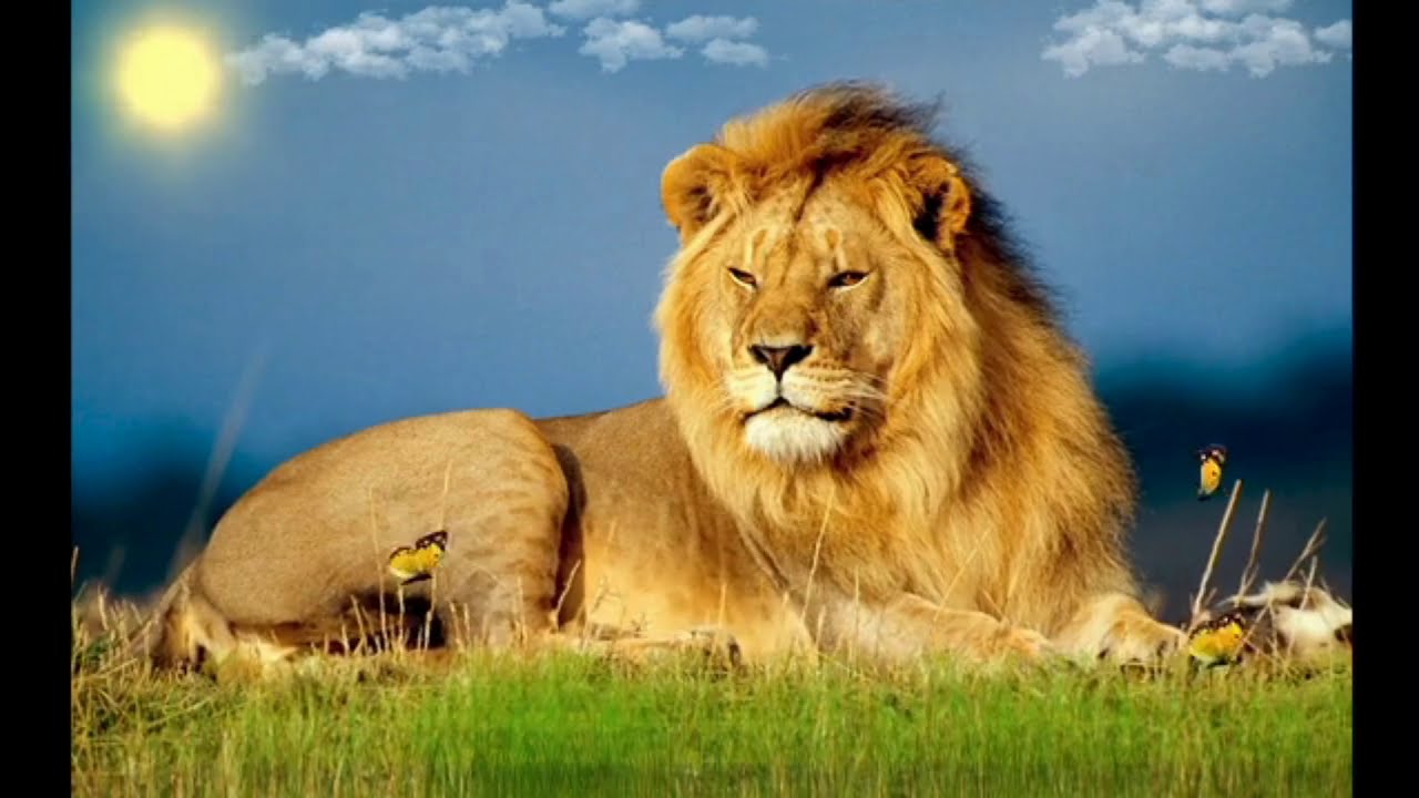 Lion | No Copyright Video Lion #1