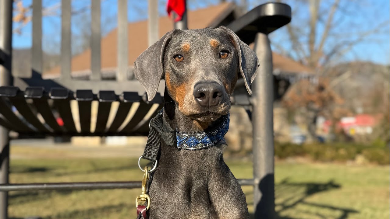 Winnie - Doberman Training