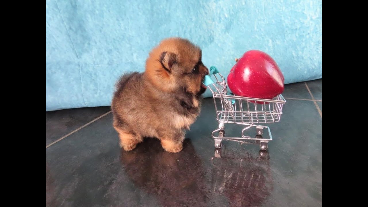 Bébé NAIN POM Orange Charbonné - évolution jusqu'à 3 mois