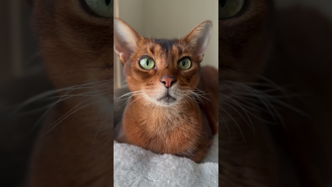 Some facts about Abyssinian Cats 💚💚 #abyssiniancat