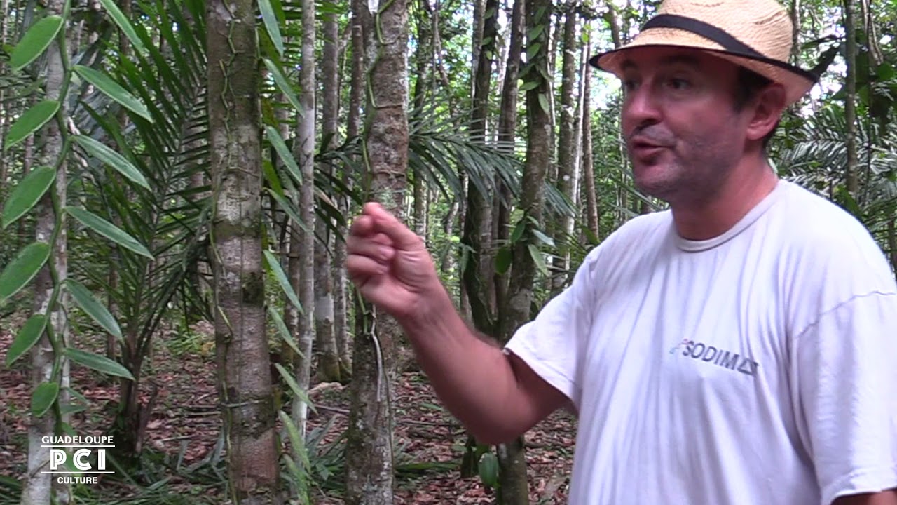 Production vanille Guadeloupe