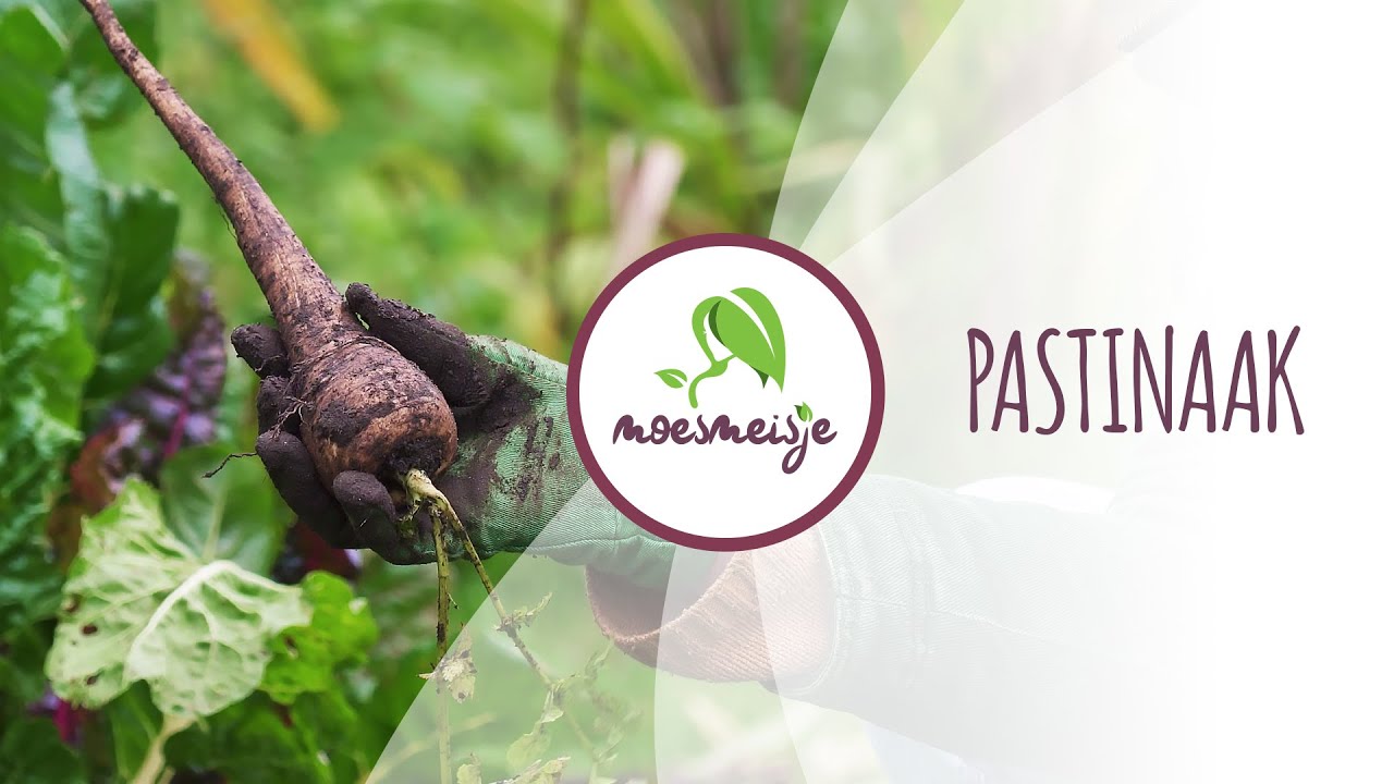 Pastinaak kweken: van zaaien tot oogsten | Pastinaak zaaien in de moestuin