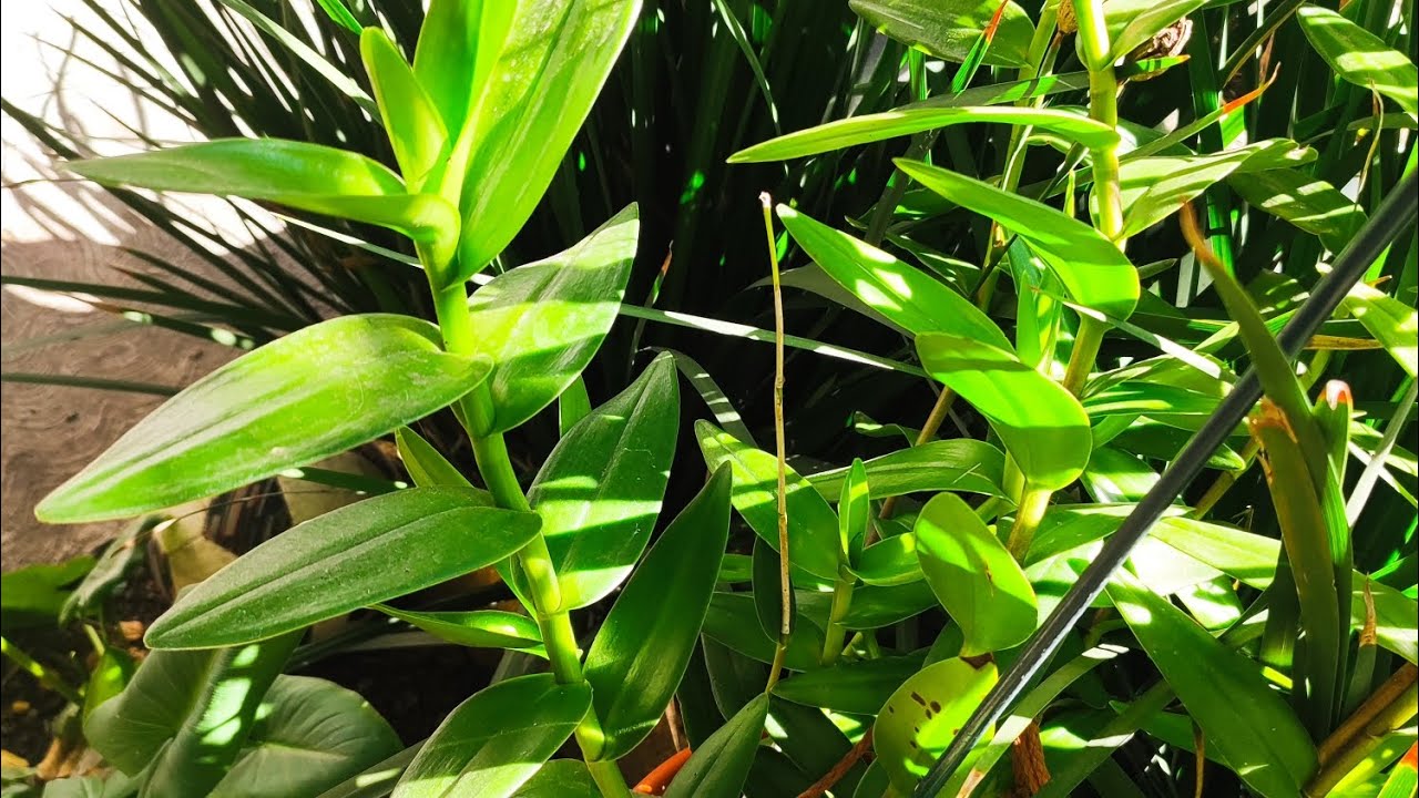 Sustrato y forma de cultivo de la orquídea epidendrum