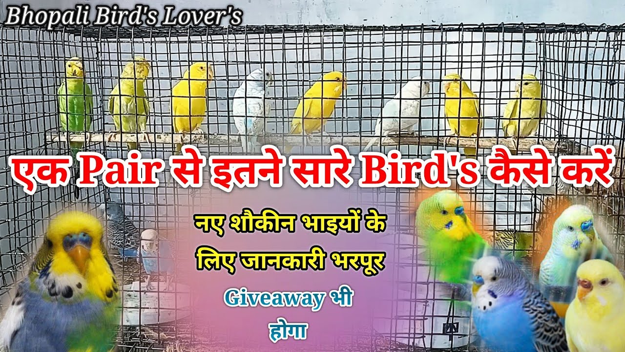 Ek pair se bajri tote palna start karen// giveaway में फिर से मिलेंगे bird's #bhopalibirdslovers