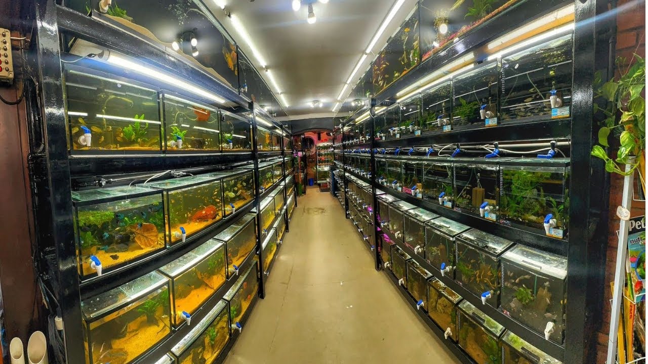 AS BATERIAS DE PEIXES MAIS FAMOSAS DO BRASIL, 12 METROS DE BATERIA!!! LOJA AQUARIOWAY