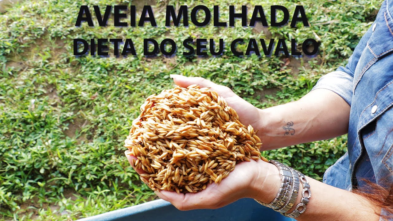 Aveia Molhada na Alimentação do seu Cavalo