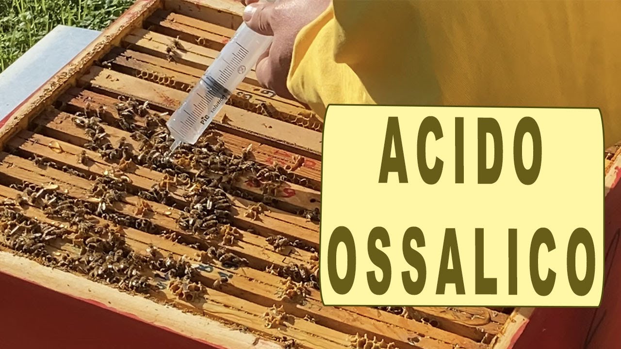 trattamento ACIDO OSSALICO - apicoltura