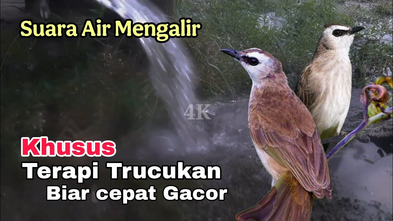 TERAPI TRUCUKAN STRES - TERAPI TRUCUKAN biar CEPAT GACOR dengan SUARA AIR