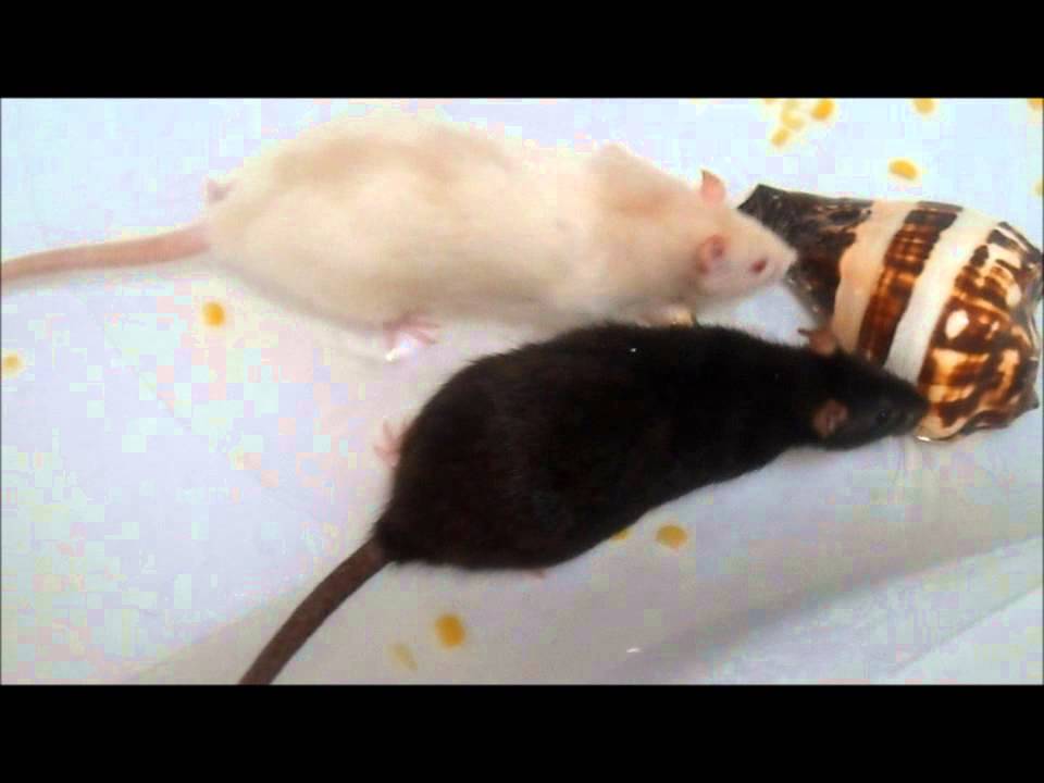 Rat's pool toys + Swimming
