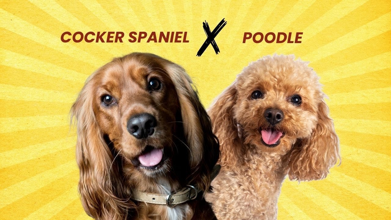 Cocker Spaniel Poodle Mix AKA Cockapoo | Temperament, Care & More!