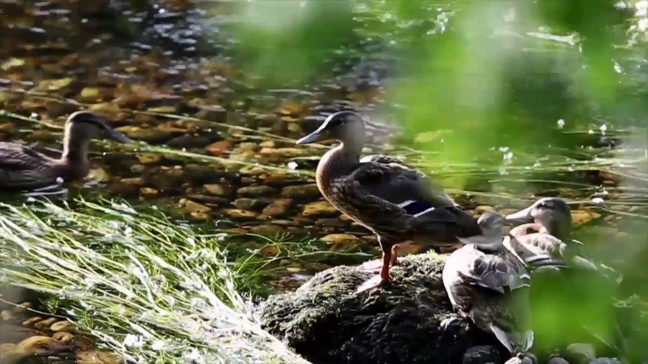 Río Ulla: el más grande mar de nuestros regatos