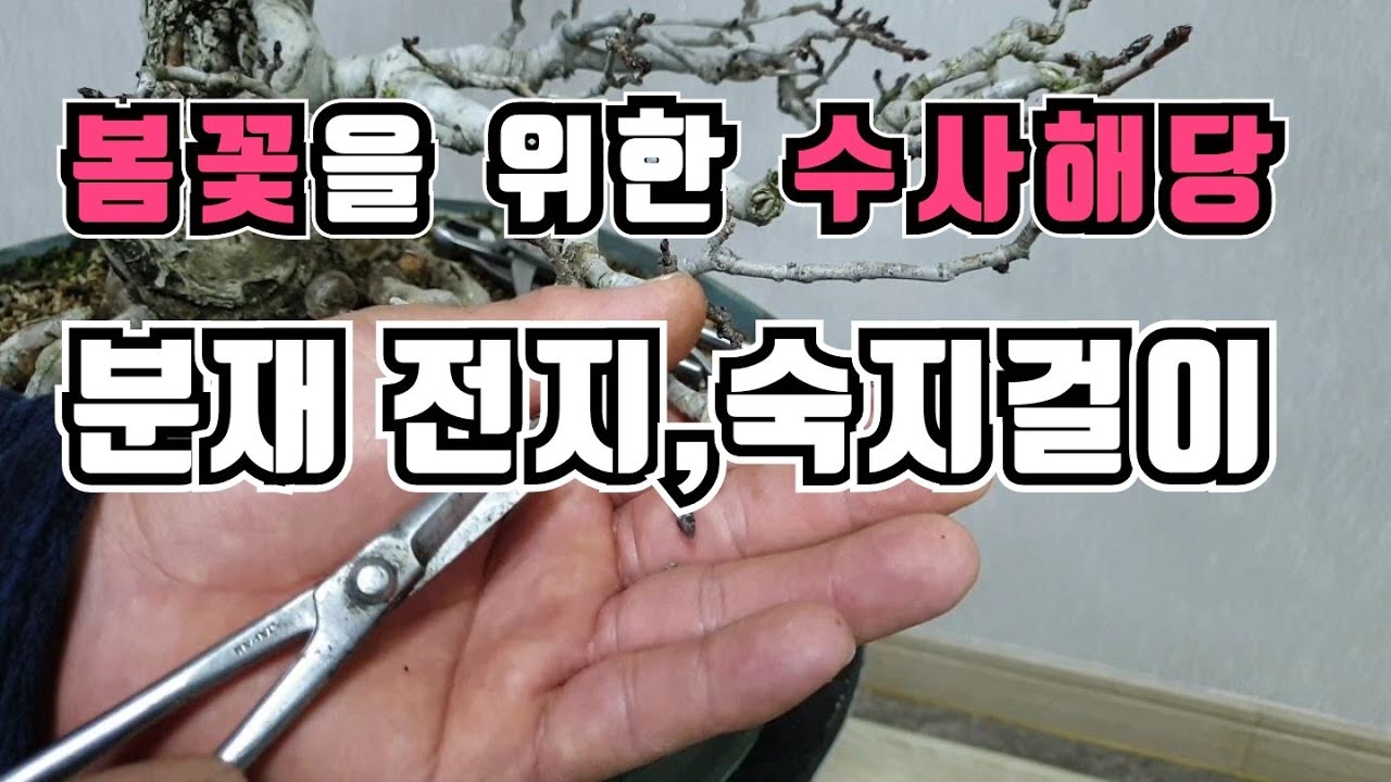 [금현분재] 봄꽃을 위한 수사해당 분재(전지, 숙지걸이) Hall crabapple bonsai pruning and wiring /분재/盆栽/Bonsai/cây cảnh