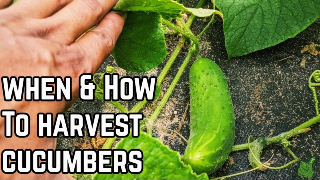 When to harvest cucumbers | the right time before getting bitter | #garden