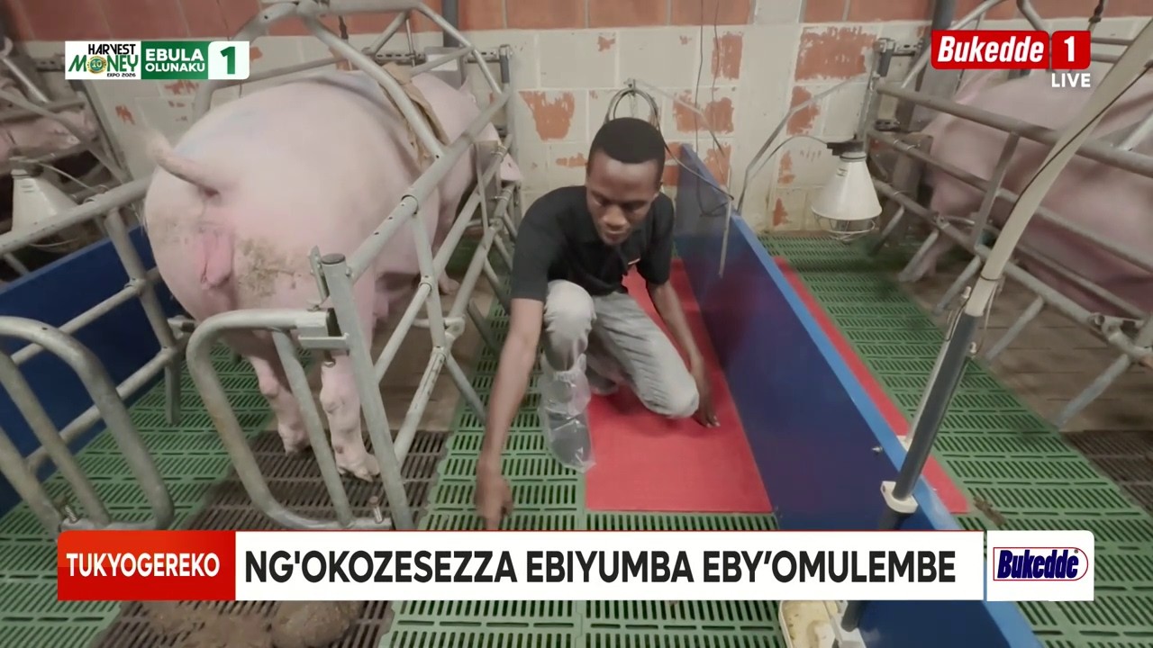 Tukyogereko Ennunda y'embizzi ng'okozesa ebyuuma eby'omulembe B