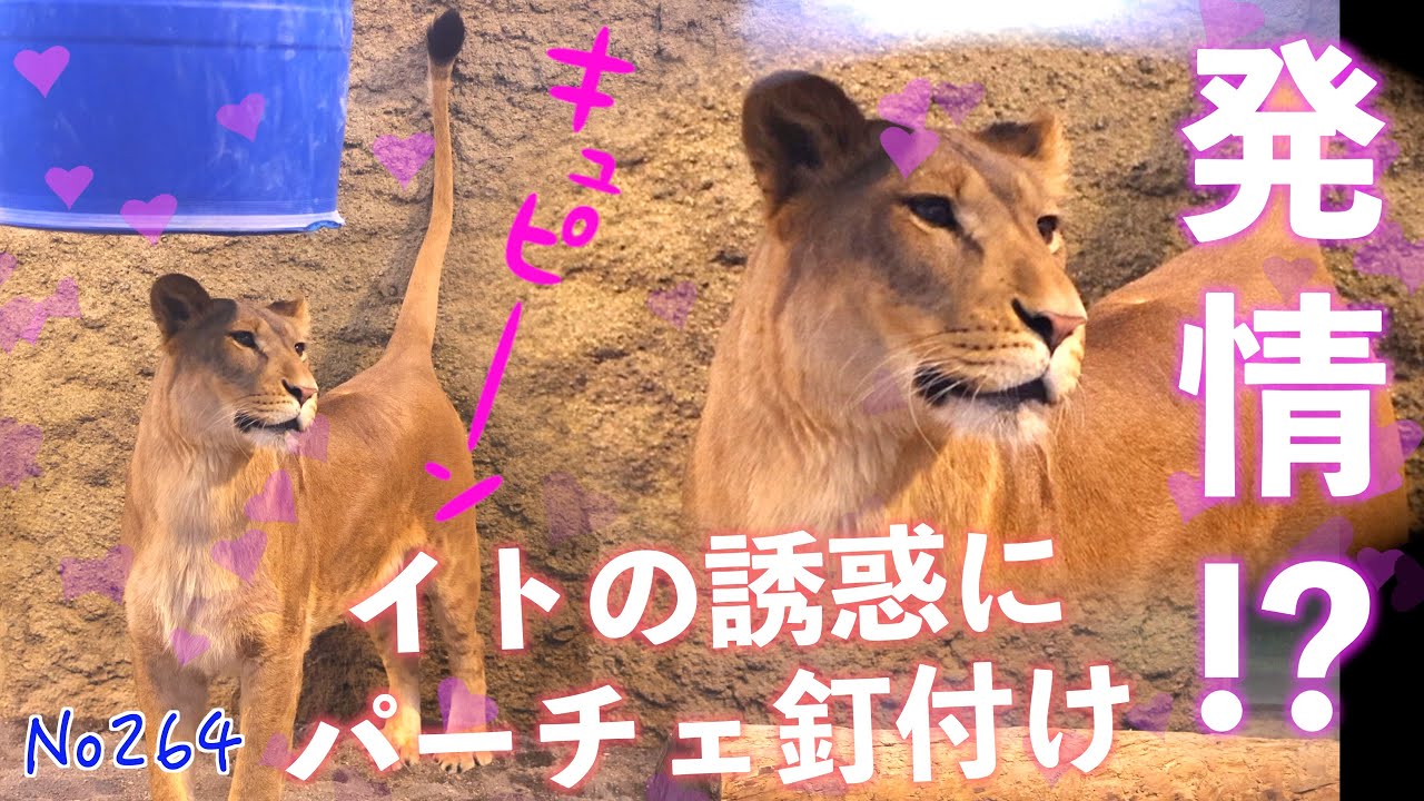 No264  ついに発情！？イトに夢中のパーチェ…急接近のスリスリタイム　#lion #動物園 #zoo