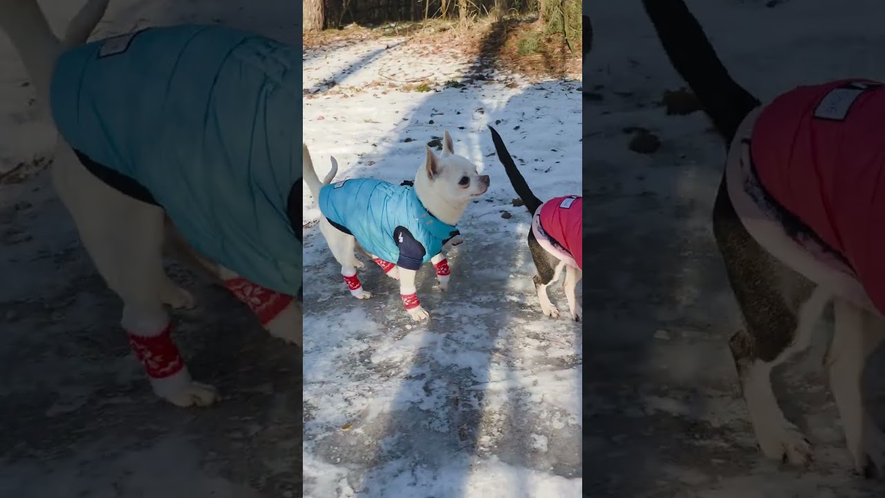 ZIMOWE SZCZENIACZKI: PIERWSZE WYJŚCIE DO LASU