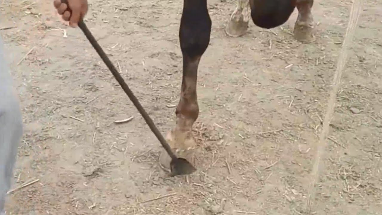 Master uses a 1 meter long shovel to repair the horse's hooves! But the horse is howling!