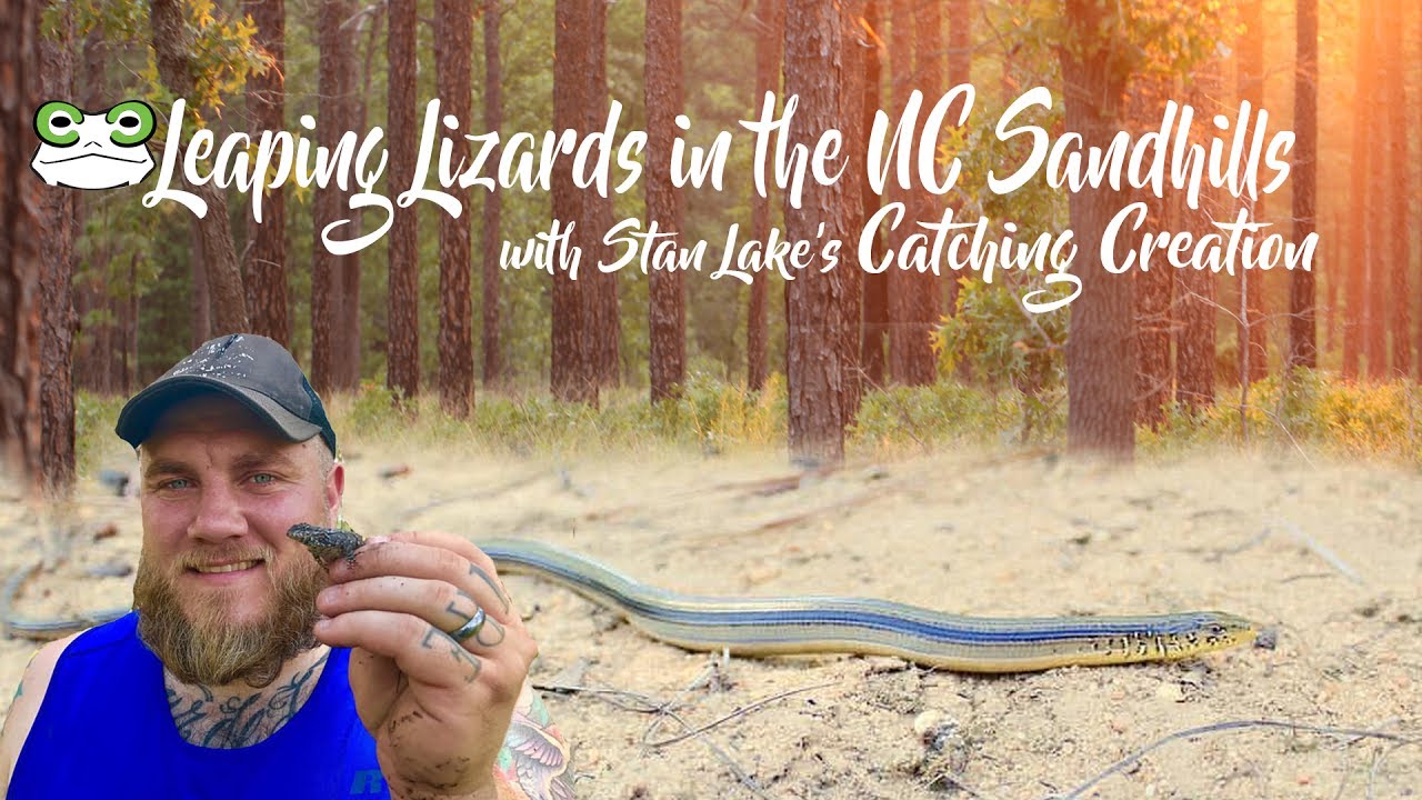 Leaping Lizards in the NC Sandhills