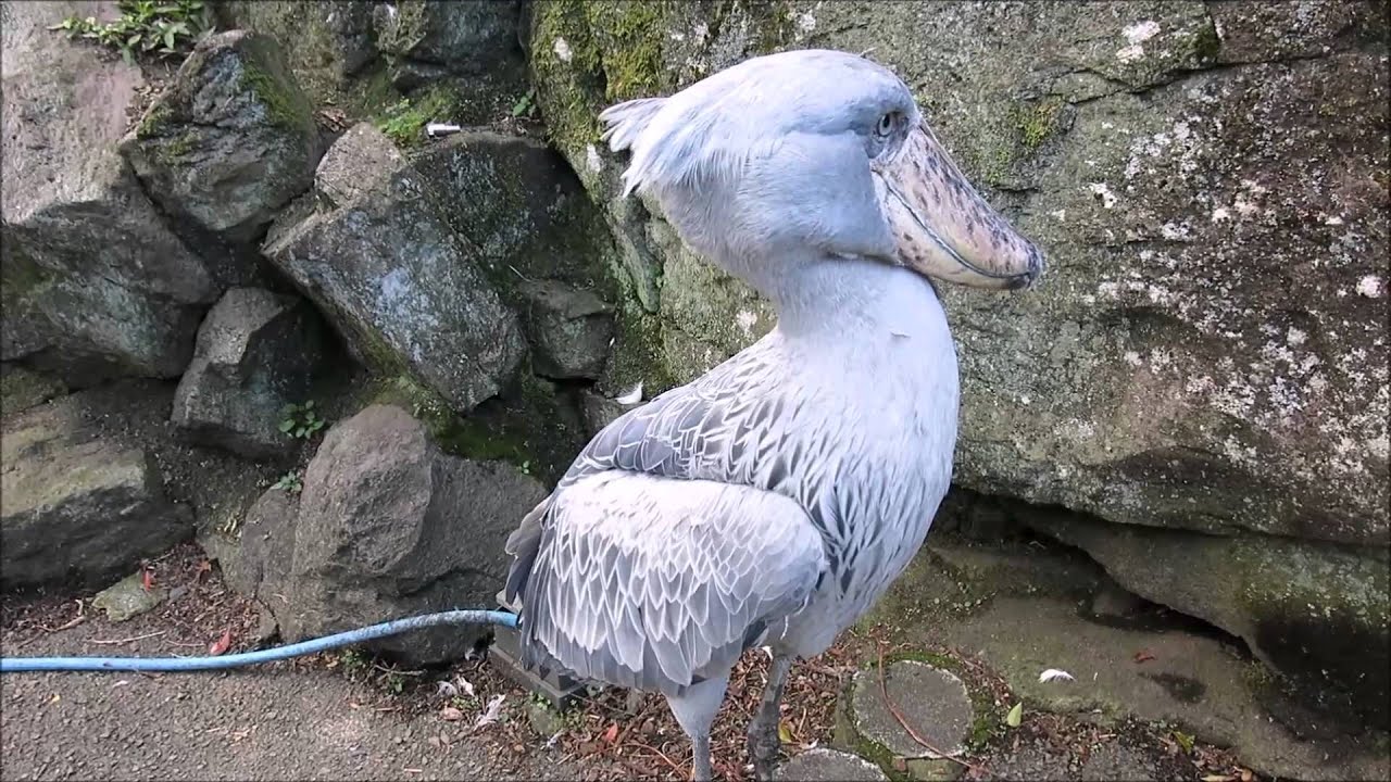 shoebill、伊豆シャボテン公園のハシビロコウ、階段を上る