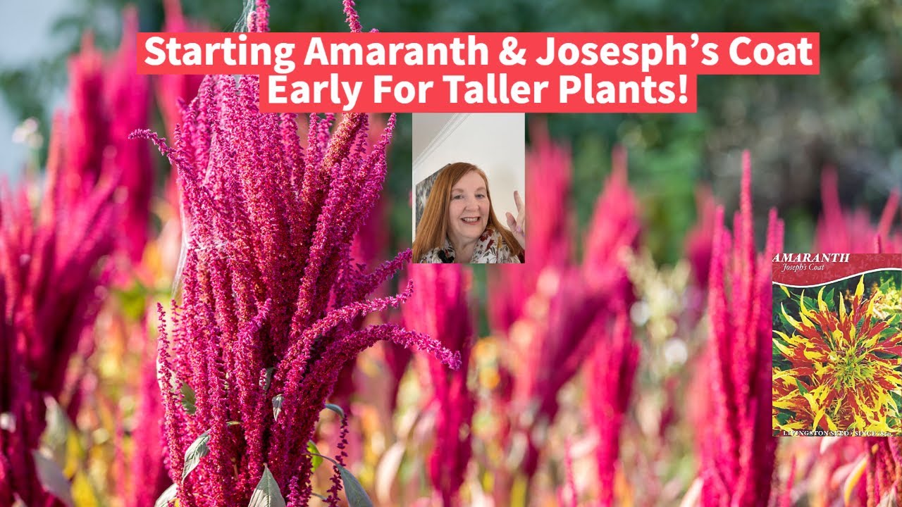 Start Amaranth and Joseph Coat Seeds Early For Taller Plants!