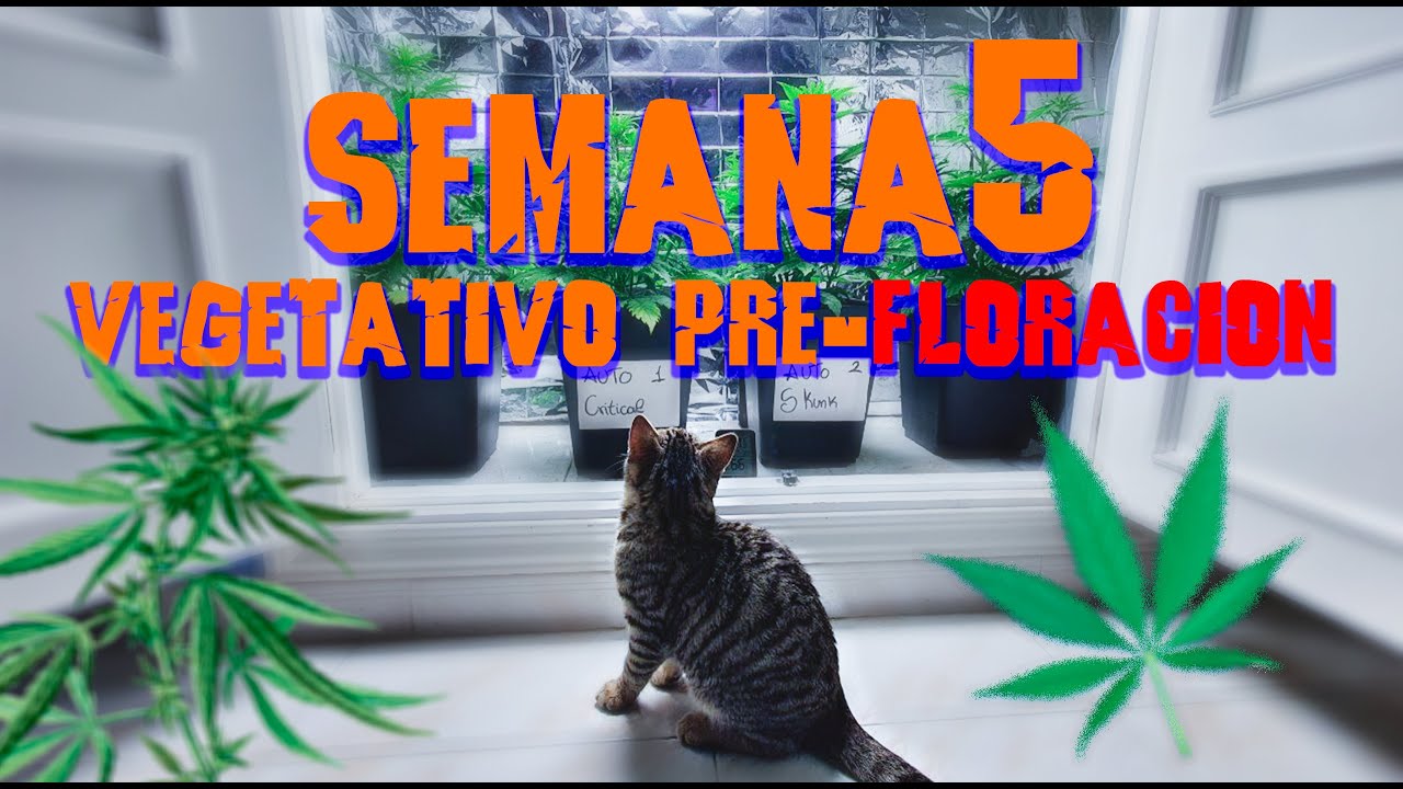 SEMANA 5 (VEGETATIVO - PRE-FLORACI&Oacute;N ) SEGUIMIENTO CULTIVO INDOOR.