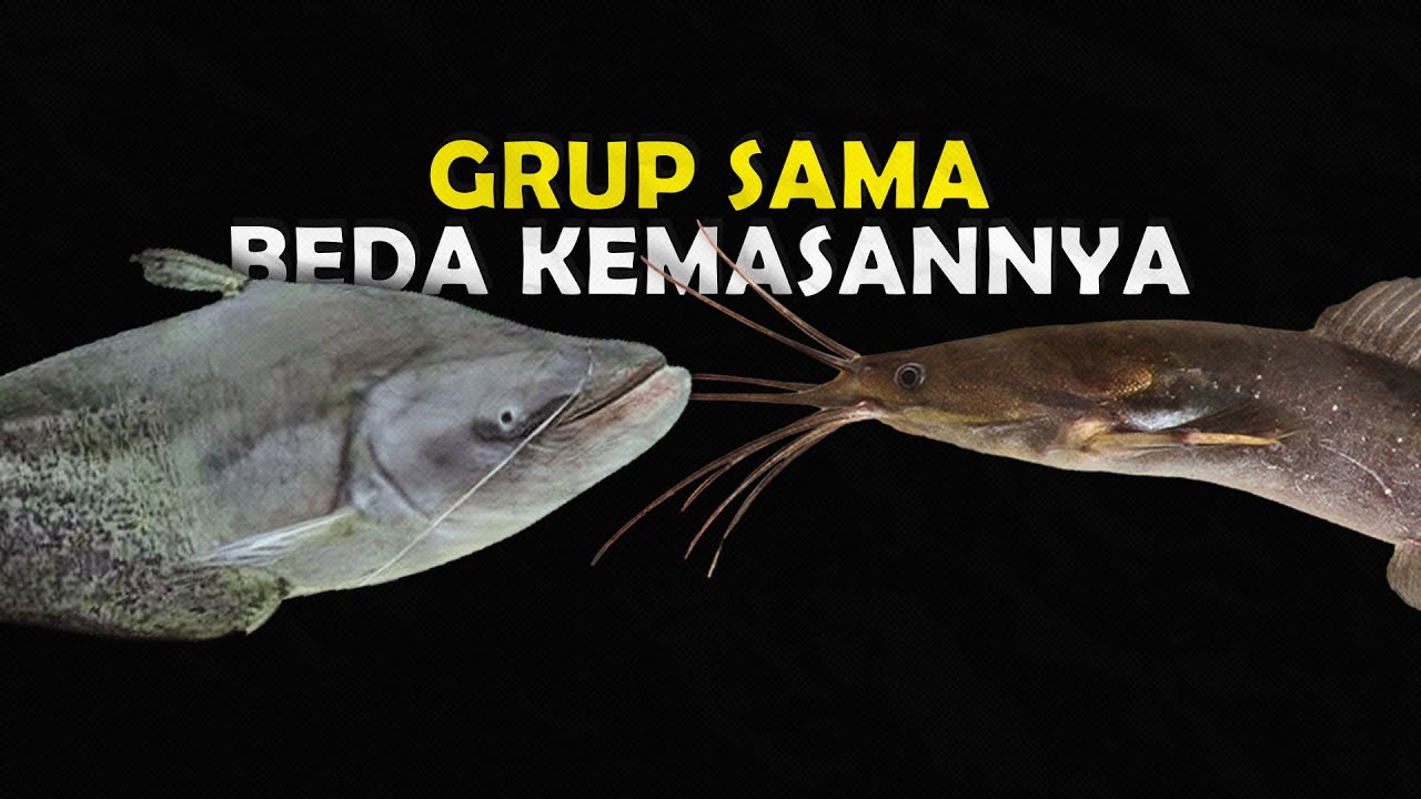 MENGAPA IKAN LELE DAN TAPAH SERING TERTUKAR PADAHAL UDAH JELAS BEDA