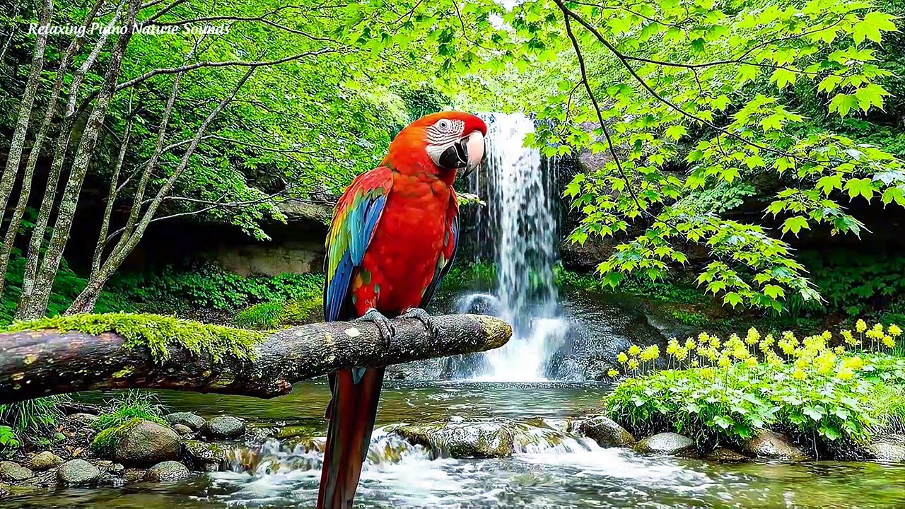 Meditation Music with Forest Waterfall and Birds | Deep Calm & Mindfulness
