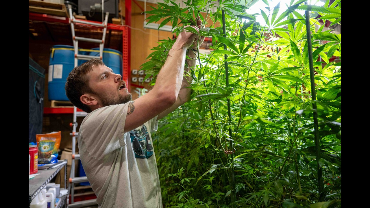 OddJobs: Marijuana Farmer