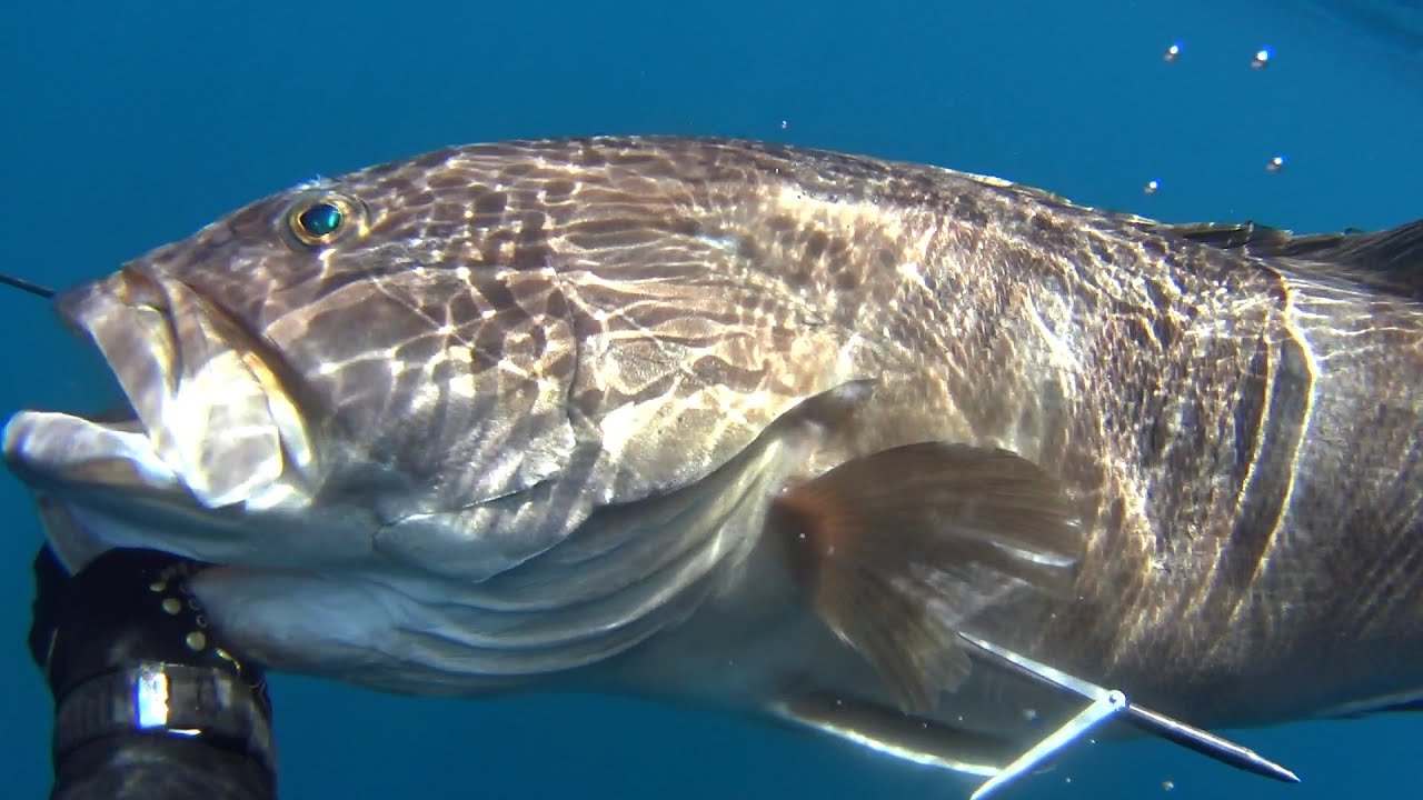 Spearfishing🏆Big White Grouper 15,8kg - Sakis Tsonis 0-1🏆Ψαροντούφεκο μεγάλη Σφυρίδα