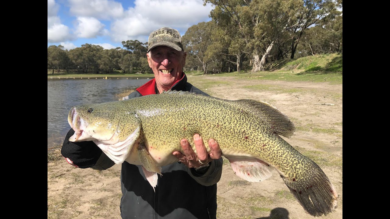 Водохранилище Happy Valley, треска Murray #Happyvalleyreservoir #Reservoirfishing #murraycod #cheese