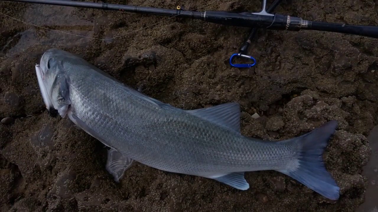 SEABASS TOPWATER