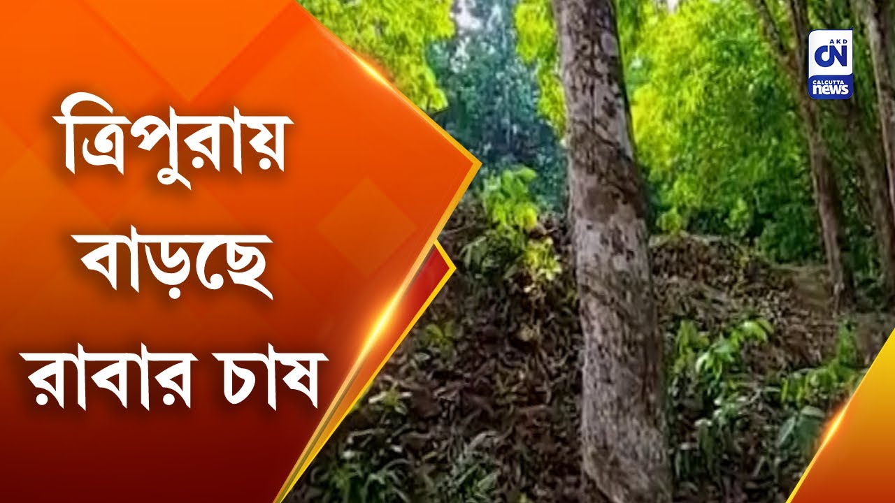ত্রিপুরায় বাড়ছে রাবার চাষ | CN