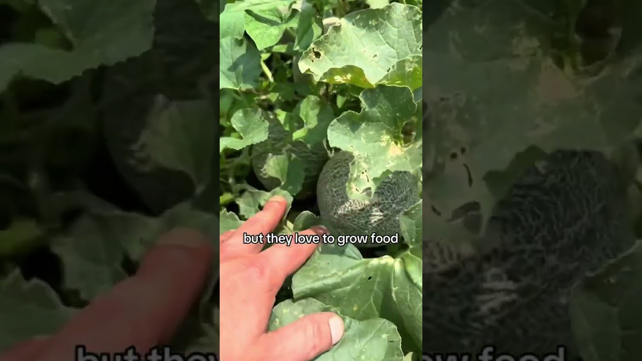 He Was Surprised! (Parent&rsquo;s Homestead Tour) #summer #homesteadtour #garden #fypage