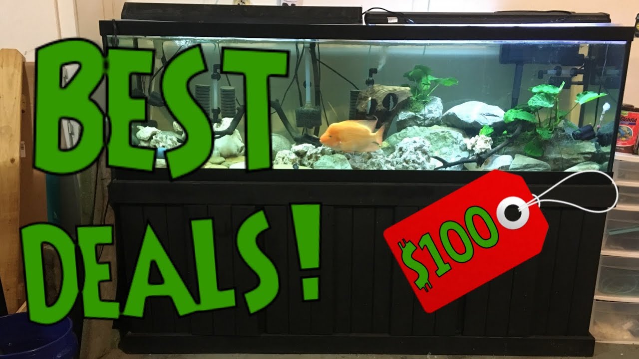 How and Where To Get Cheap Fish Tanks? - MY SECRET TIPS REVEALED