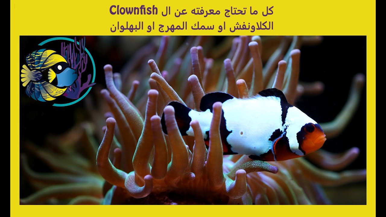كل ما تحتاج معرفته عن الكلاونفش او سمك المهرج او البهلوان