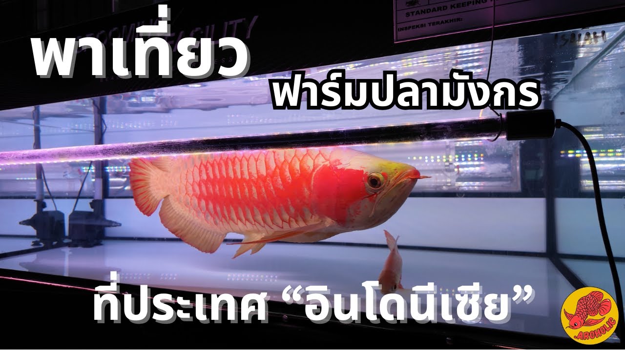 พาเที่ยวฟาร์มปลามังกรที่ 